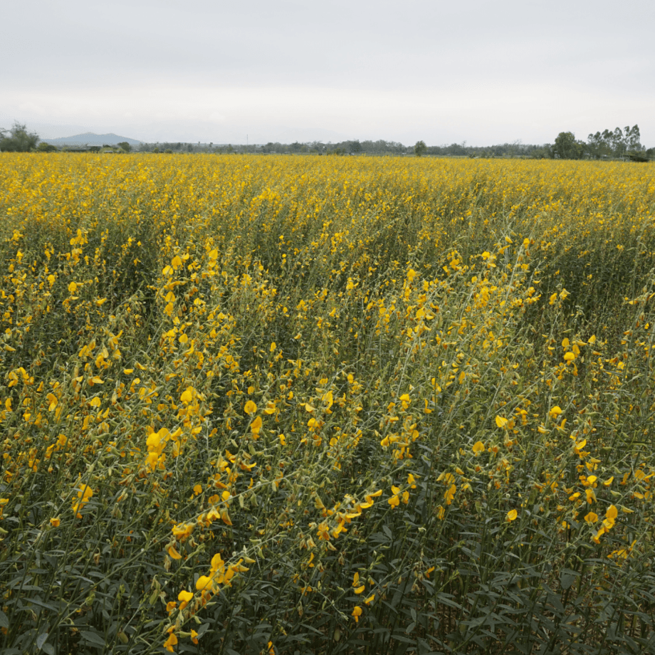 Crotalaria juncea seeds agrotechnic growing guide