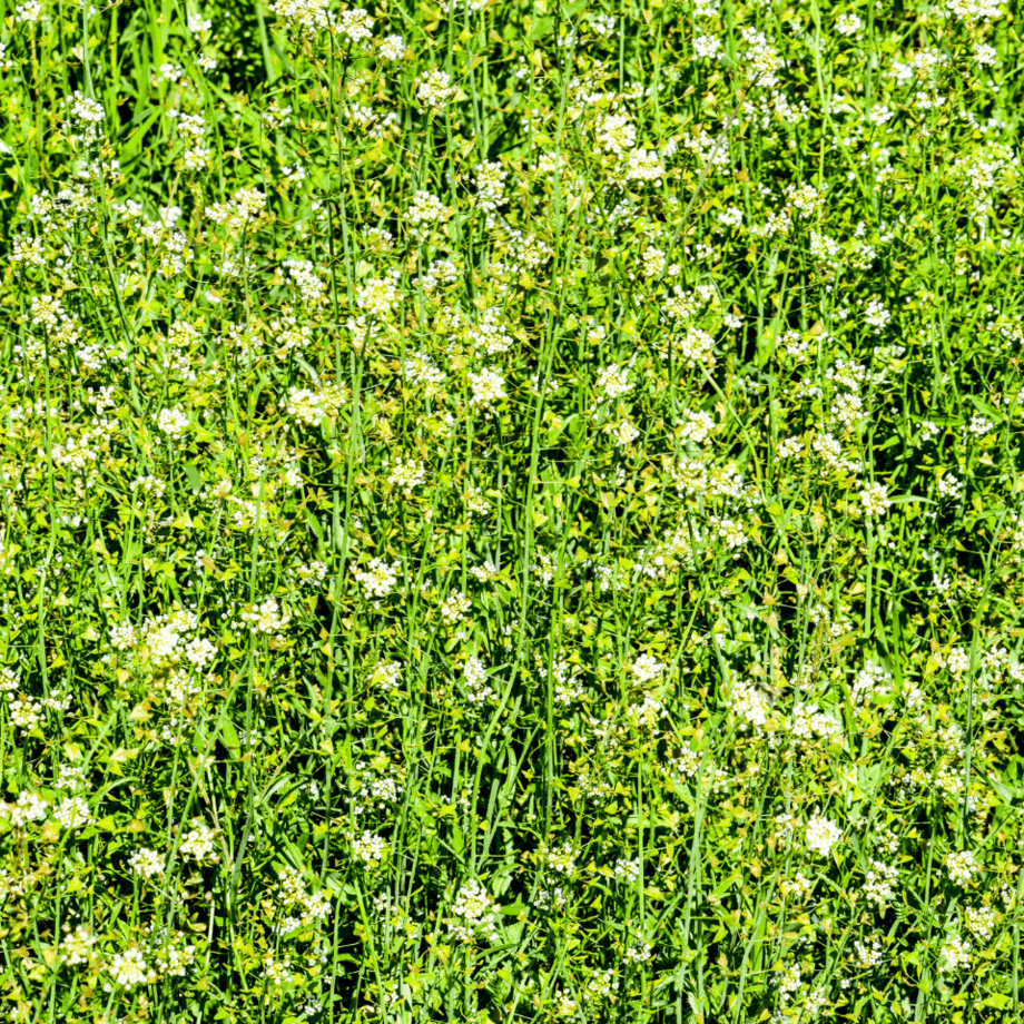 Shepards purse seeds agrotechnic growing guide