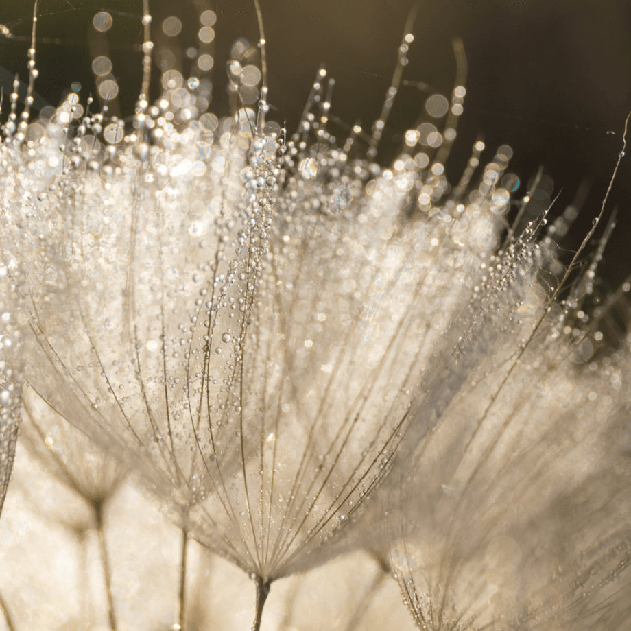 Meadow salsify seeds agrotechnic growing guide