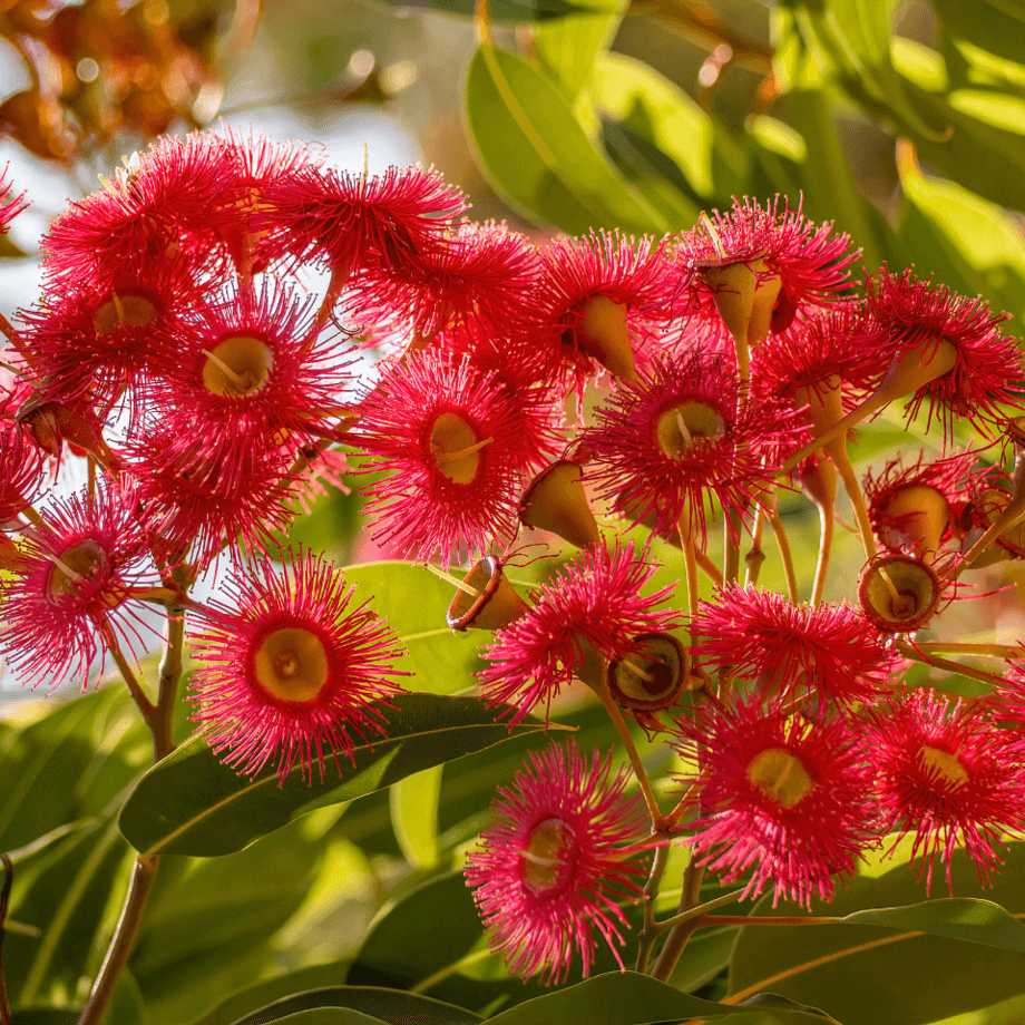 Corymbia foelscheana seeds agrotechnic growing guide