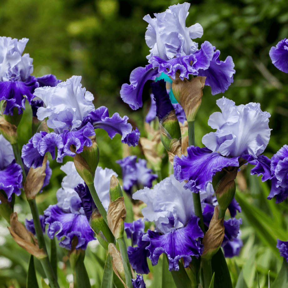 Iris seeds agrotechnic growing guide