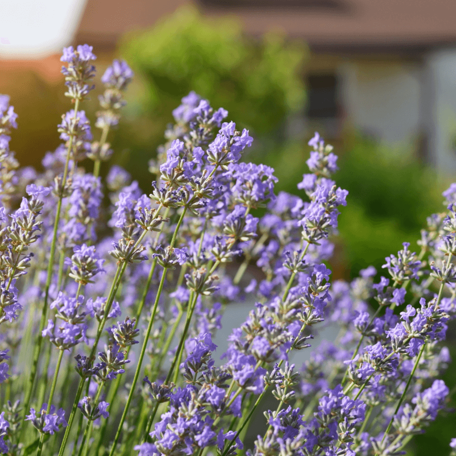 Lavandula seeds agrotechnic growing guide