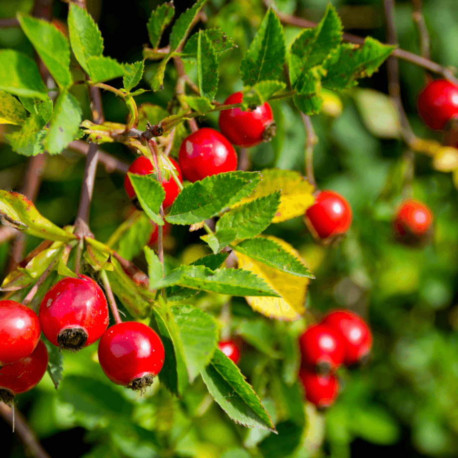 Rosehip seeds agrotechnic growing guide