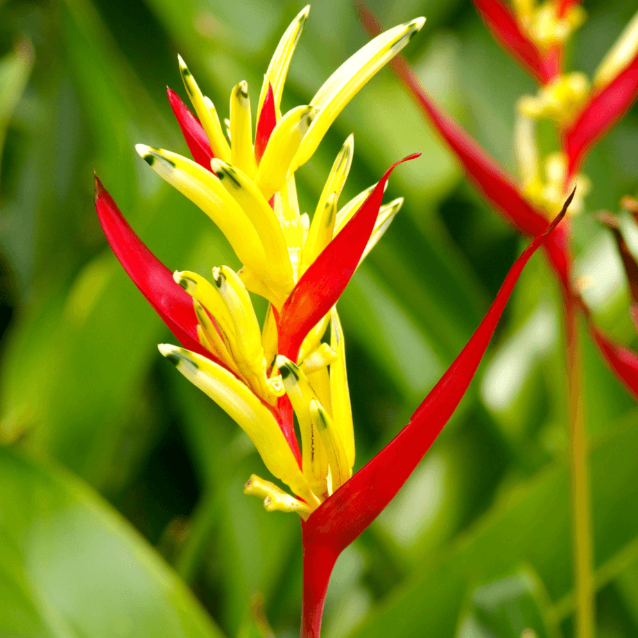 Parrot seeds agrotechnic growing guide
