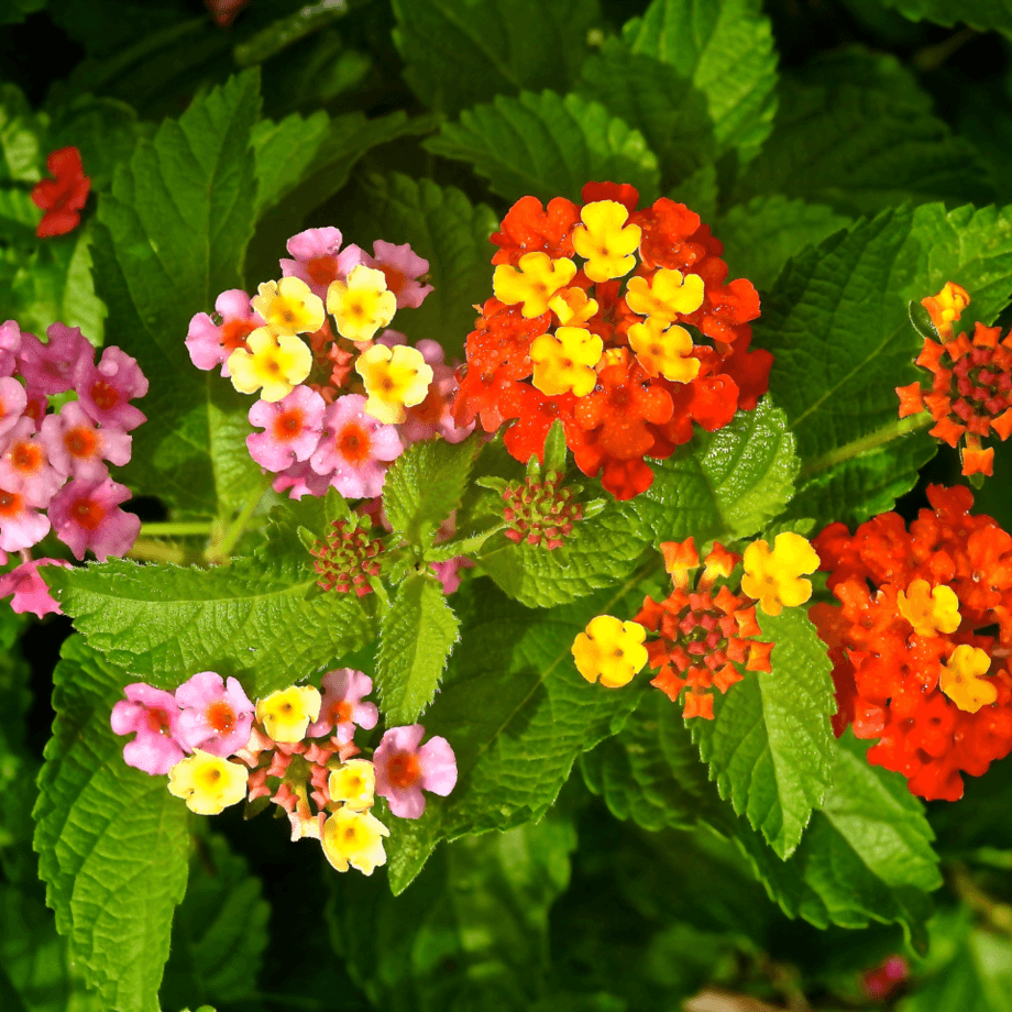 Lantana seeds agrotechnic growing guide