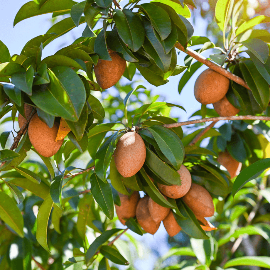 Sapodilla seeds agrotechnic growing guide