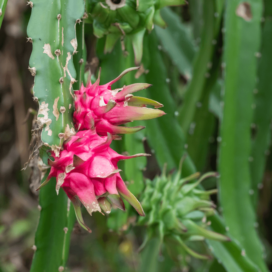 Dragon fruit seeds agrotechnic growing guide