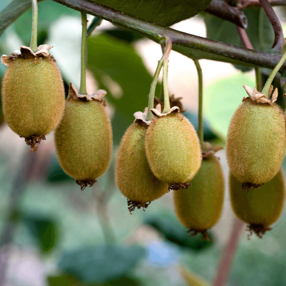 Kiwi seeds agrotechnic growing guide