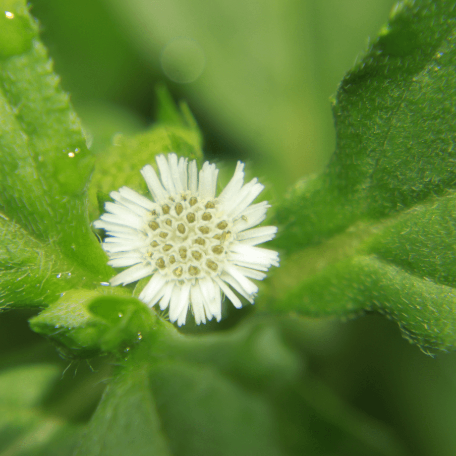 Oldenlandia cristata seeds agrotechnic growing guide