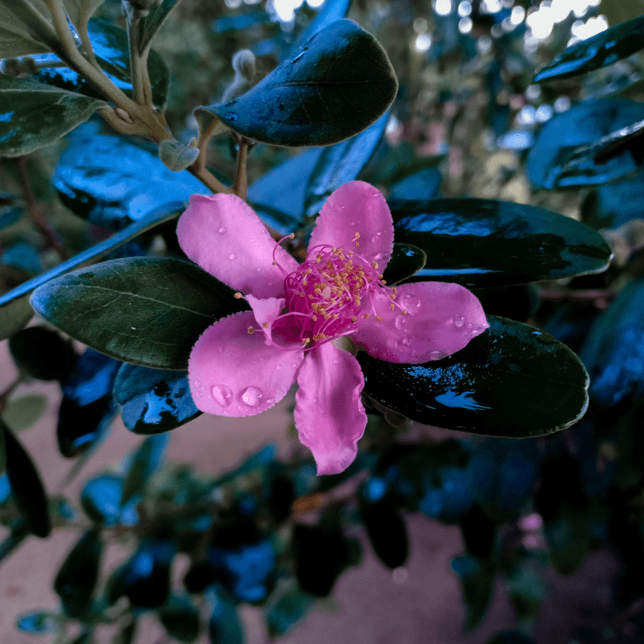 Rhodomyrtus tomentosa seeds agrotechnic growing guide