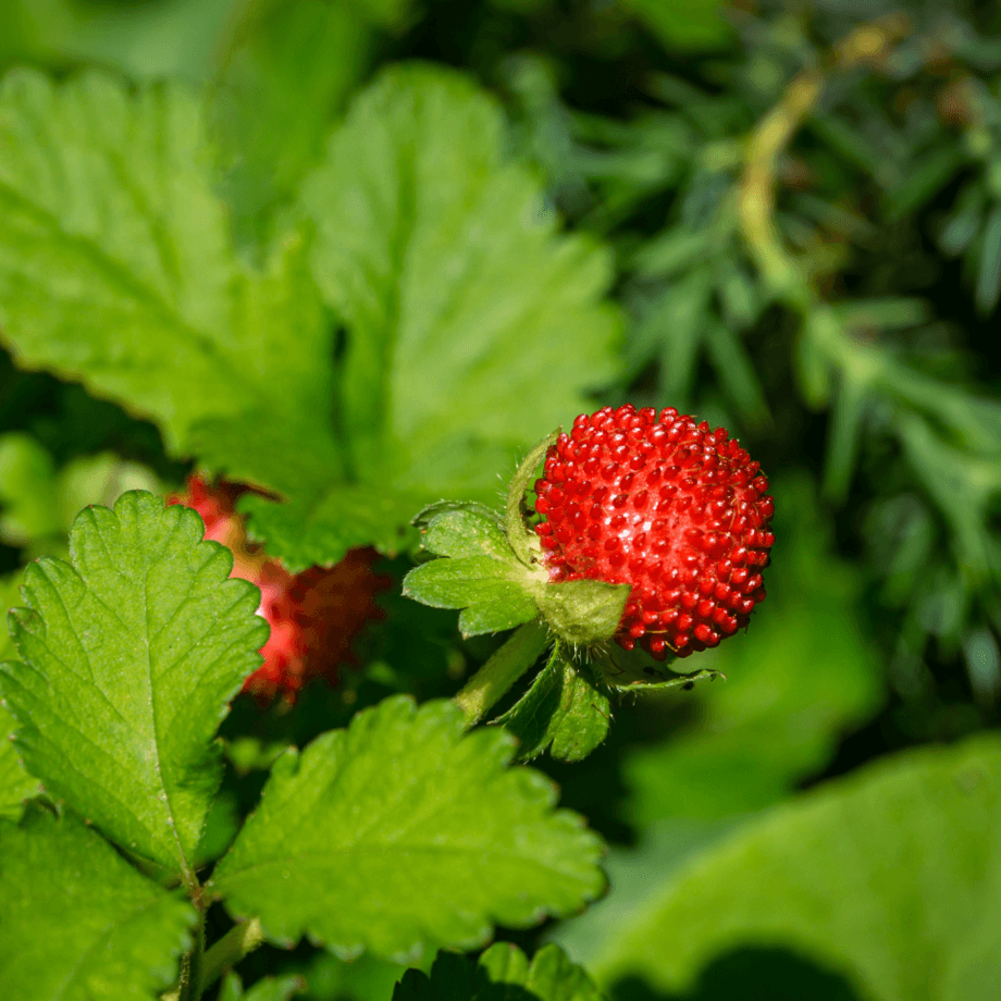 Duchesnea seeds agrotechnic growing guide