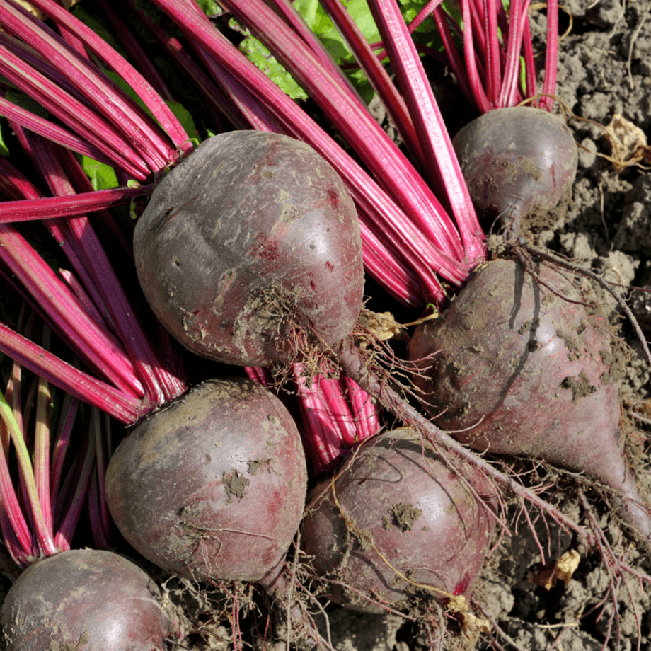 Beetroot seeds agrotechnic growing guide