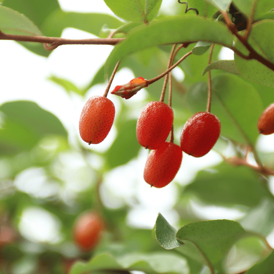 Gumi seeds agrotechnic growing guide
