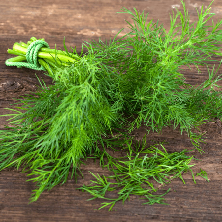 Dill seeds agrotechnic growing guide