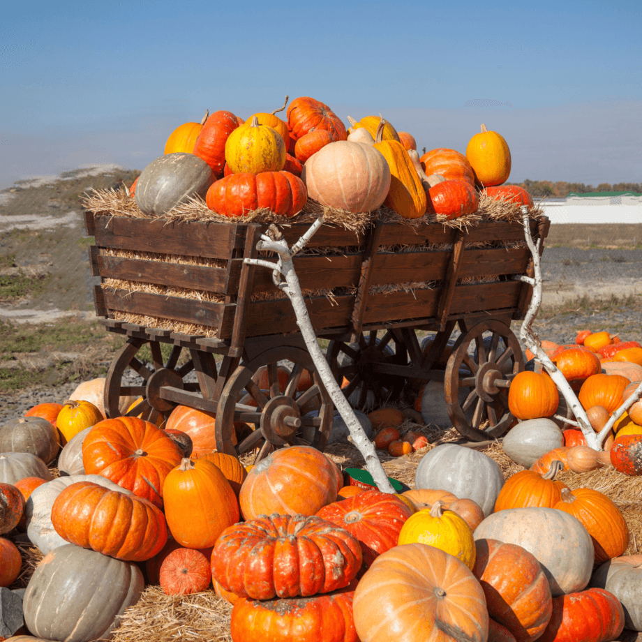 Pumpkin seeds agrotechnic growing guide