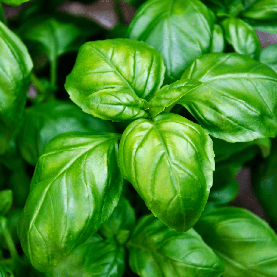 Basil seeds agrotechnic growing guide