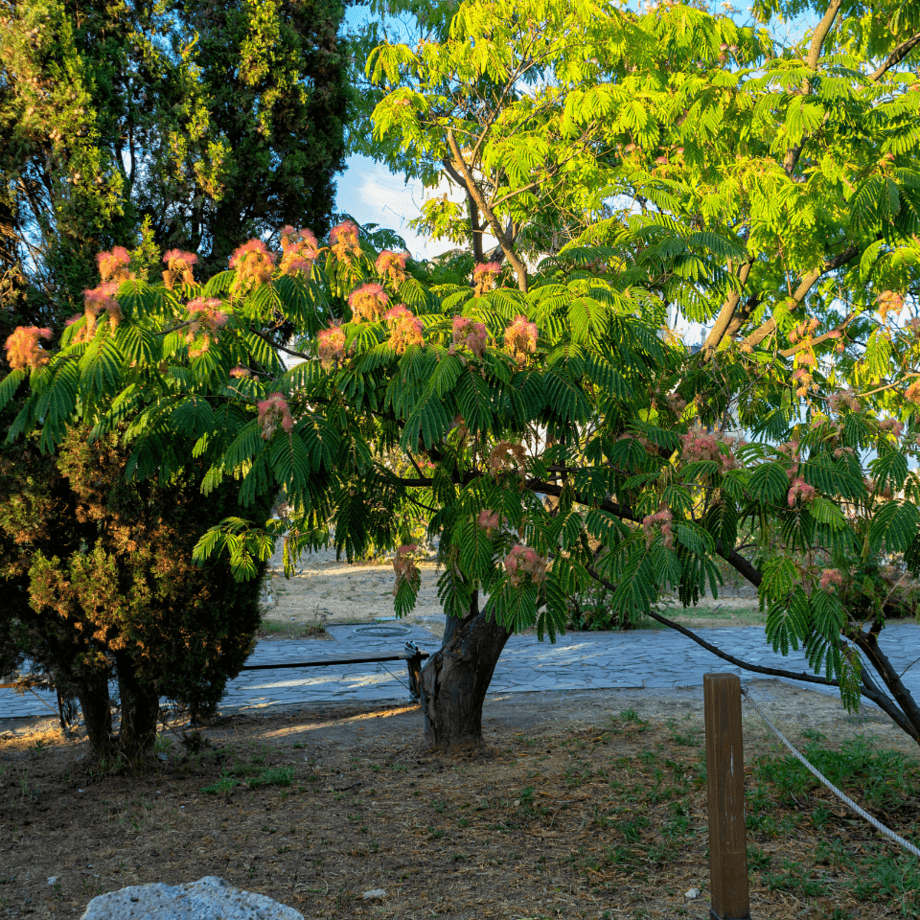 Albizia seeds agrotechnic growing guide