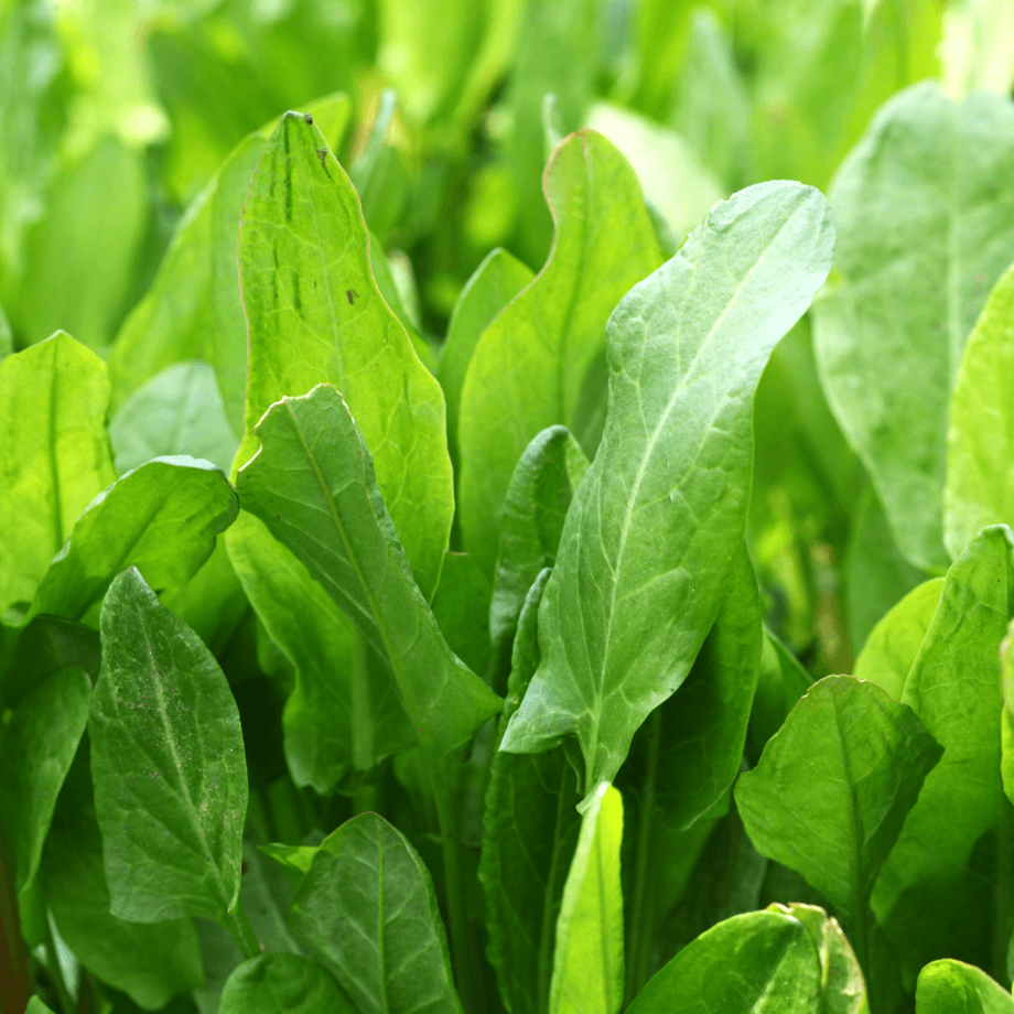 Bitter dock seeds agrotechnic growing guide