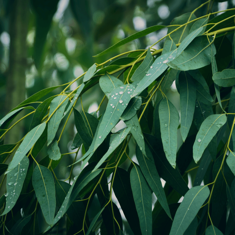 Eucalyptus seeds agrotechnic growing guide
