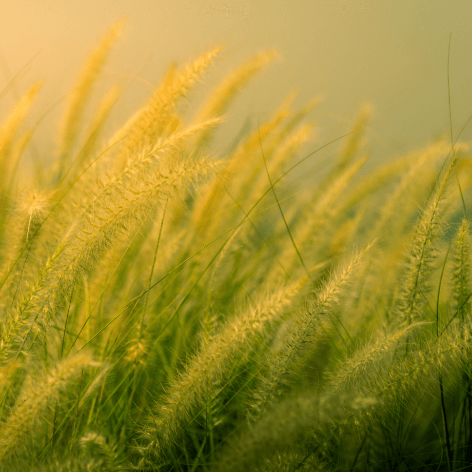 Cenchrus ciliaris seeds agrotechnic growing guide