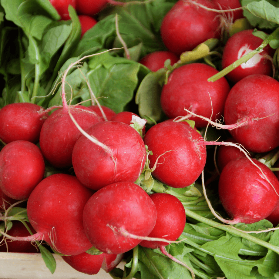 Radish seeds agrotechnic growing guide