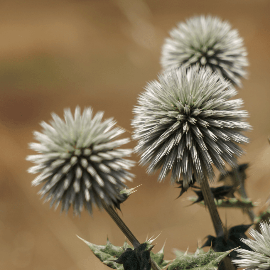 Echinops sphaerocephalus seeds agrotechnic growing guide