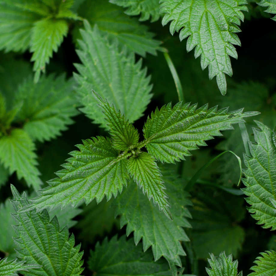 Urtica seeds agrotechnic growing guide