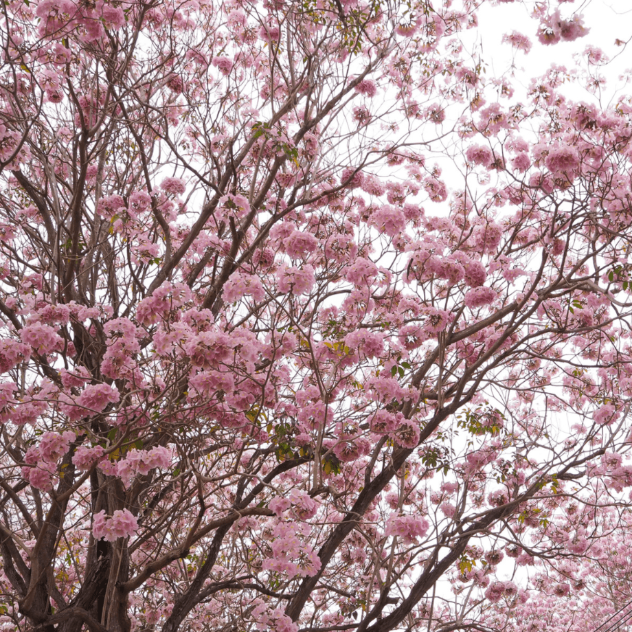 Tabebuia Avellanedae seeds agrotechnic growing guide