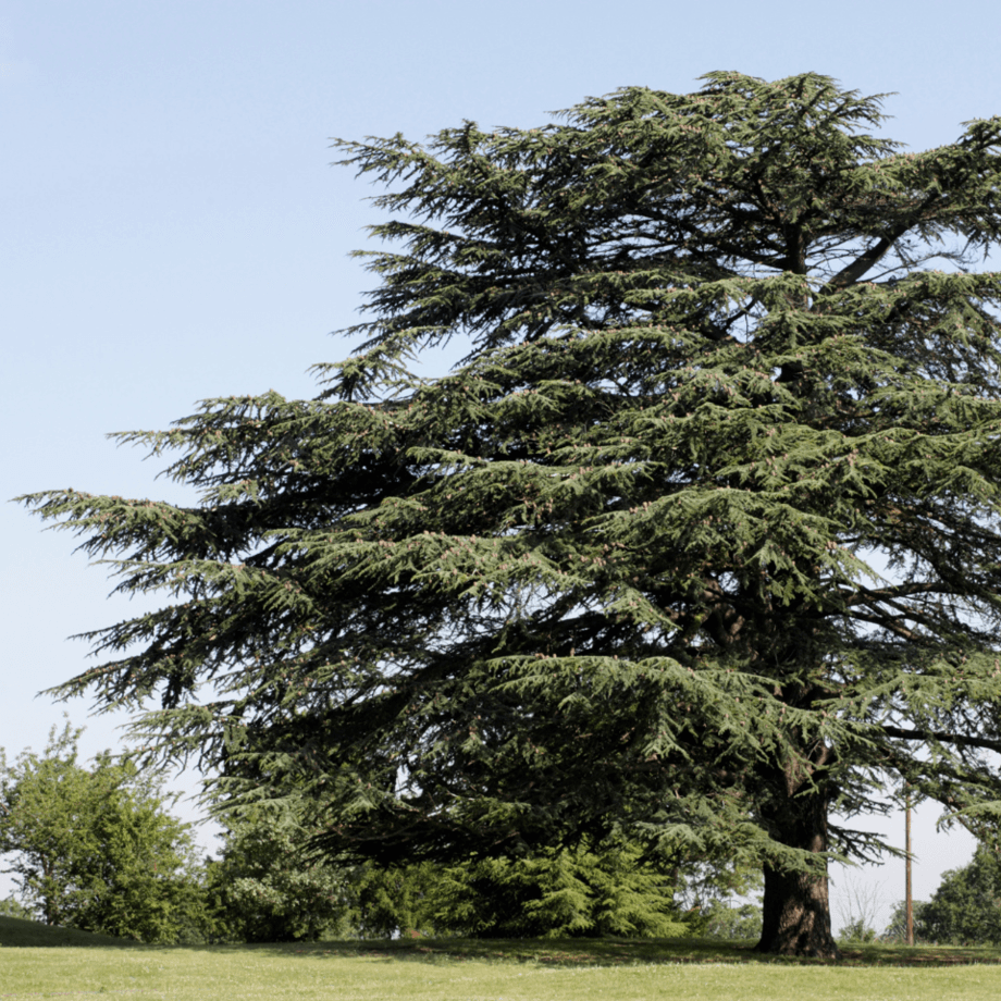 Cedar seeds agrotechnic growing guide