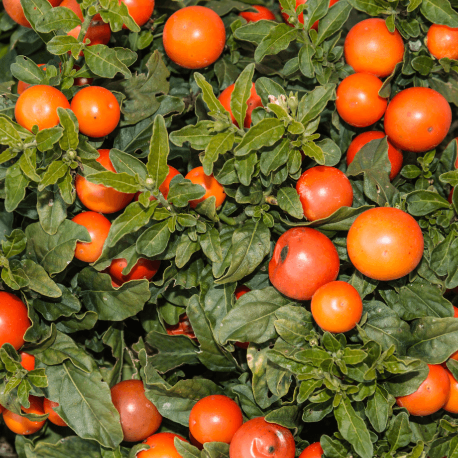 Solanum pseudocapsicum seeds agrotechnic growing guide
