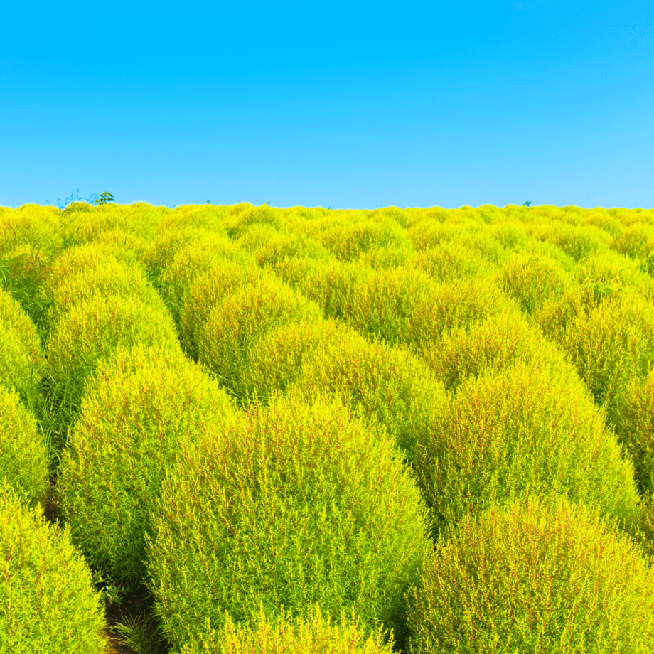 Kochia hybrid bush seeds agrotechnic growing guide