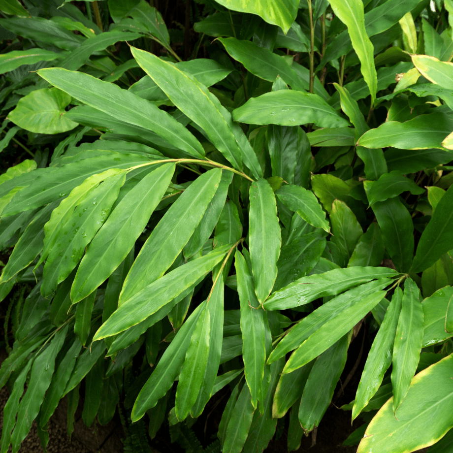 Cardamom seeds agrotechnic growing guide