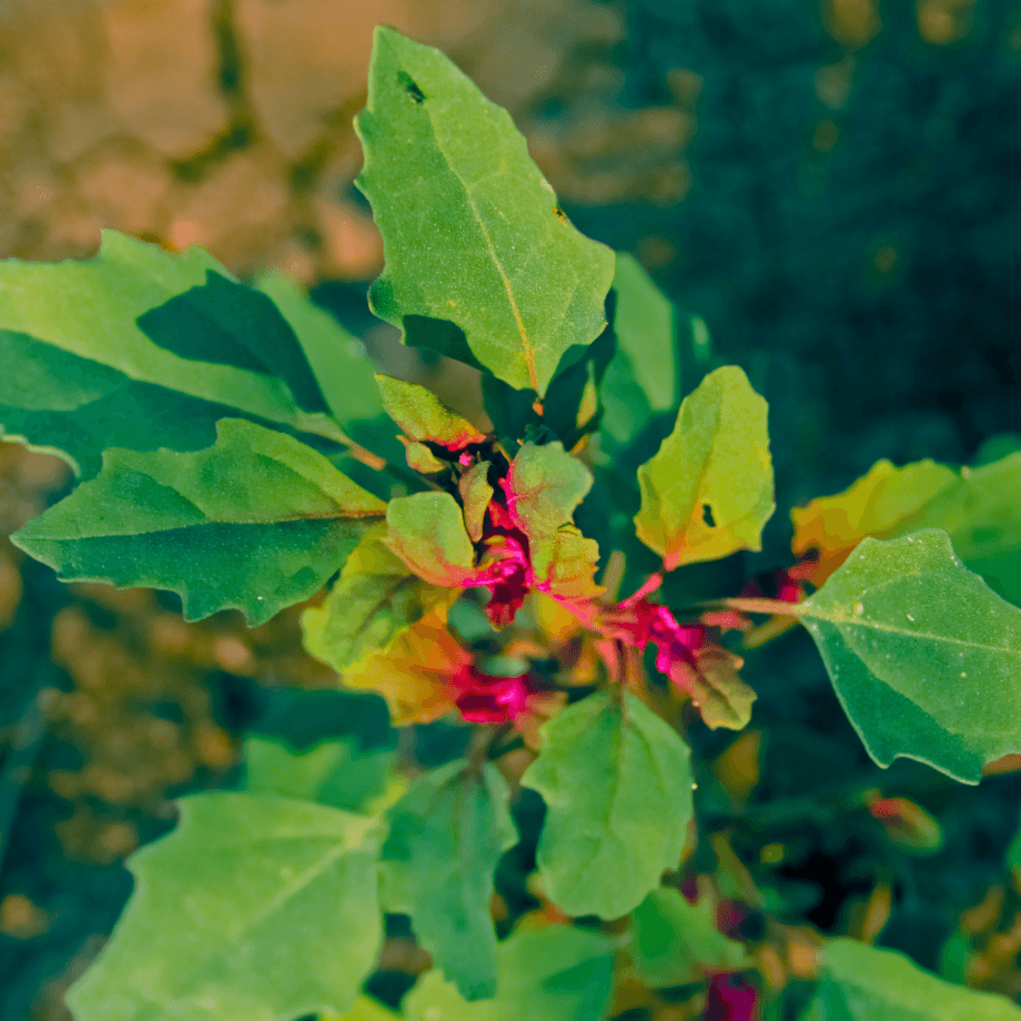 Dysphania botrys seeds agrotechnic growing guide