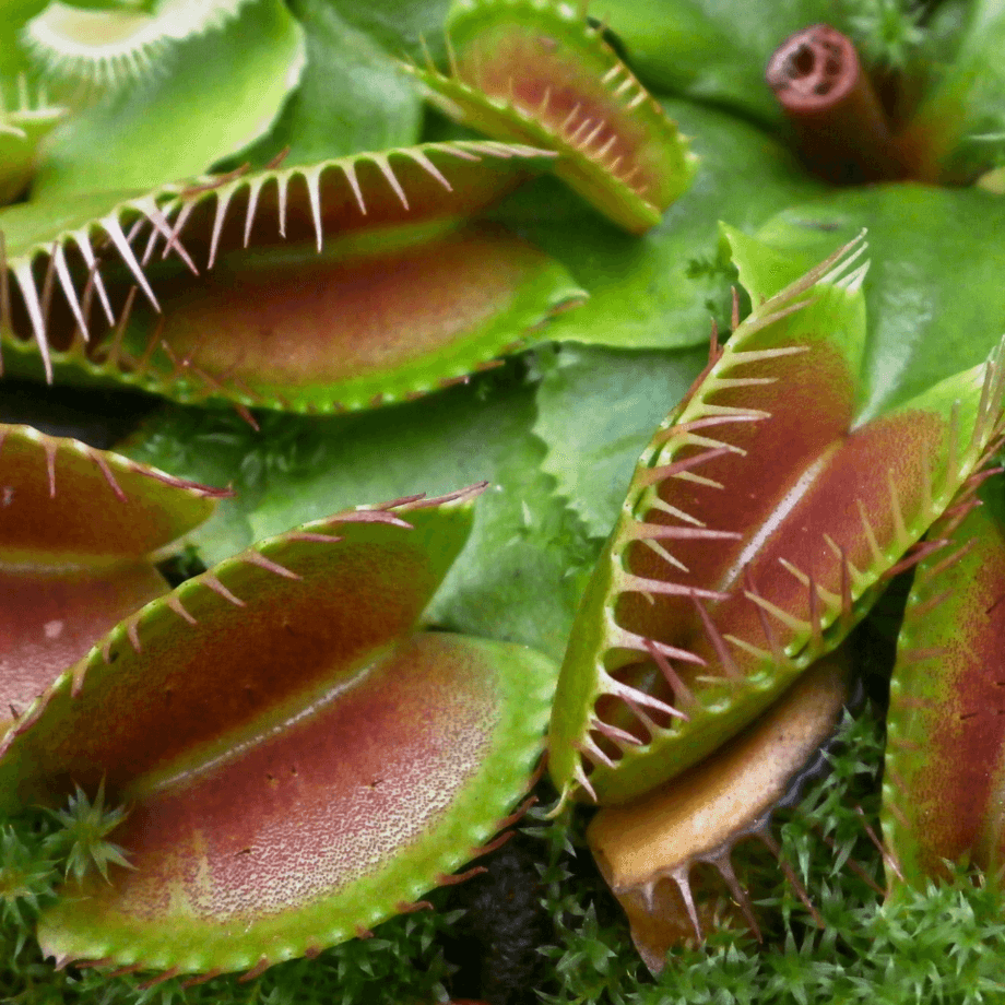 Venus Flytrap seeds agrotechnic growing guide