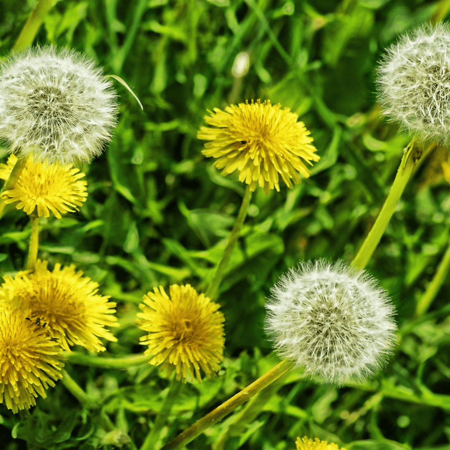 Taraxacum seeds agrotechnic growing guide