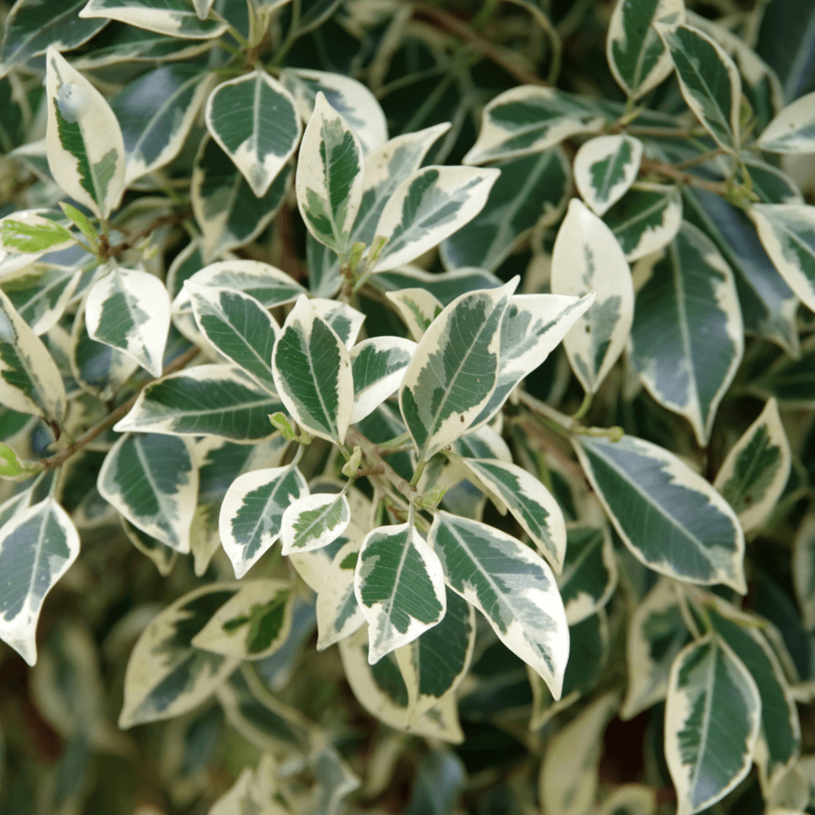 Ficus seeds agrotechnic growing guide