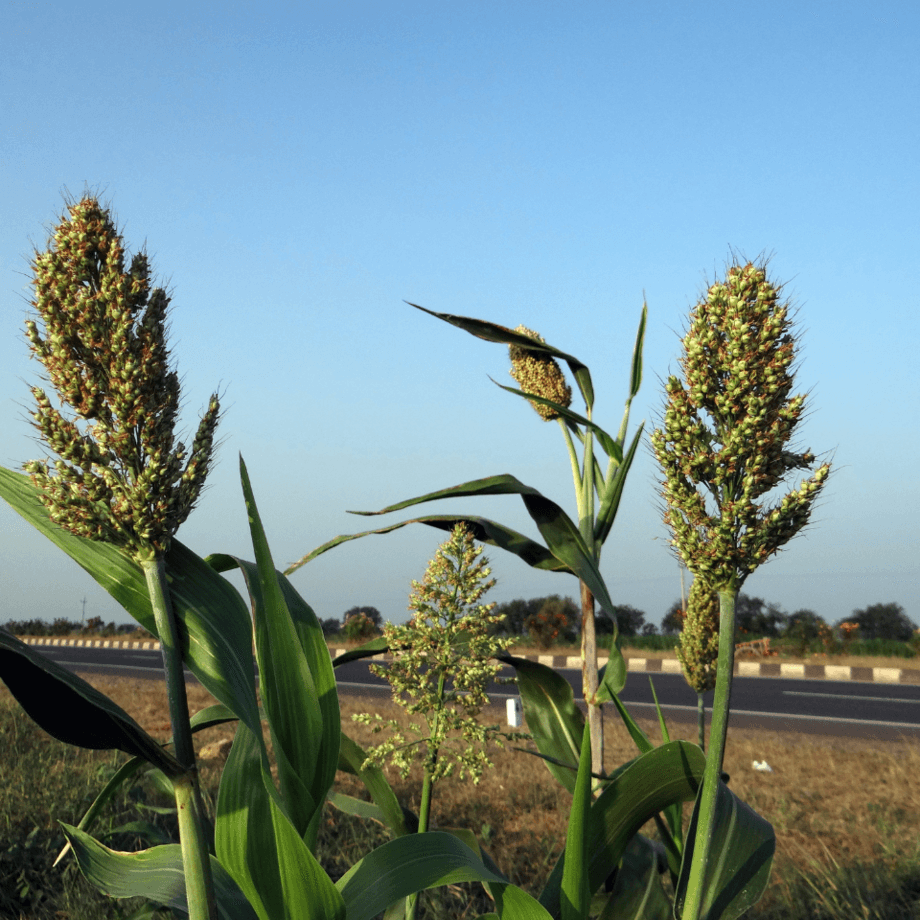 Jowar seeds agrotechnic growing guide