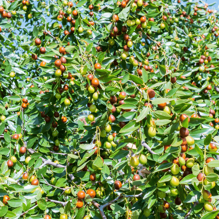 Ziziphus seeds agrotechnic growing guide