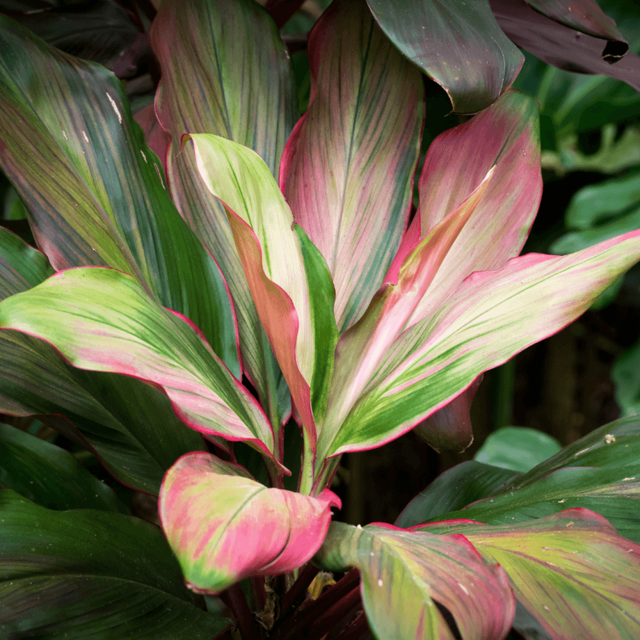 Cordyline fruticosa seeds agrotechnic growing guide