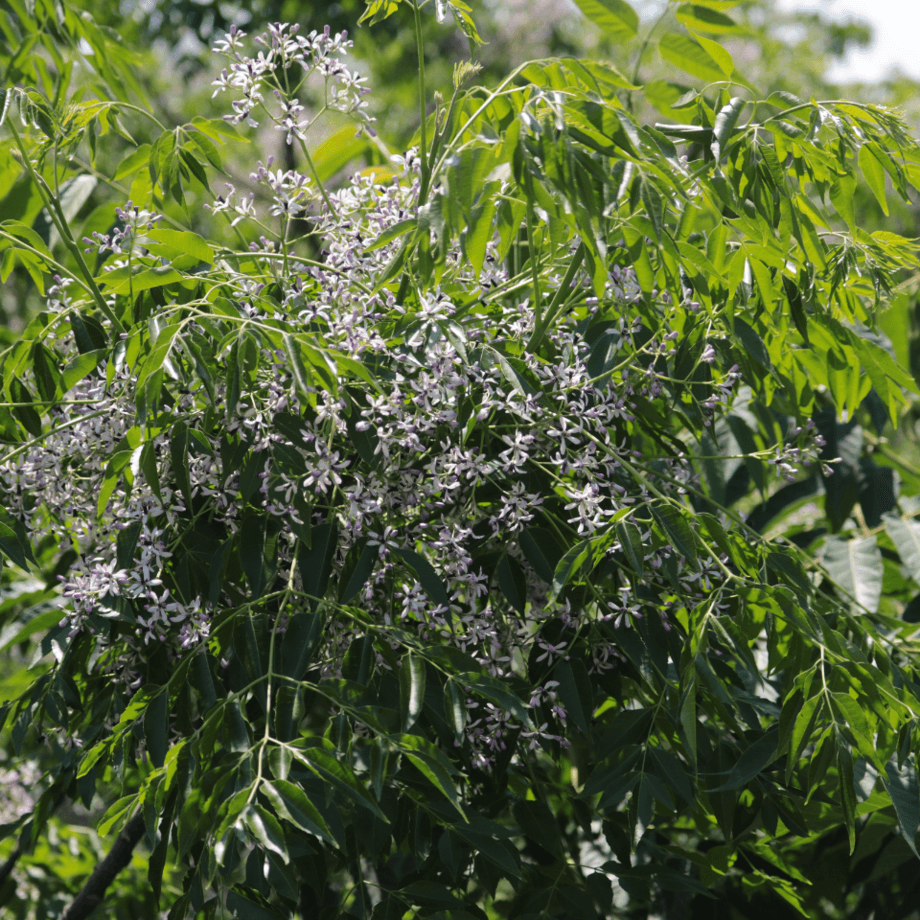 Melia seeds agrotechnic growing guide