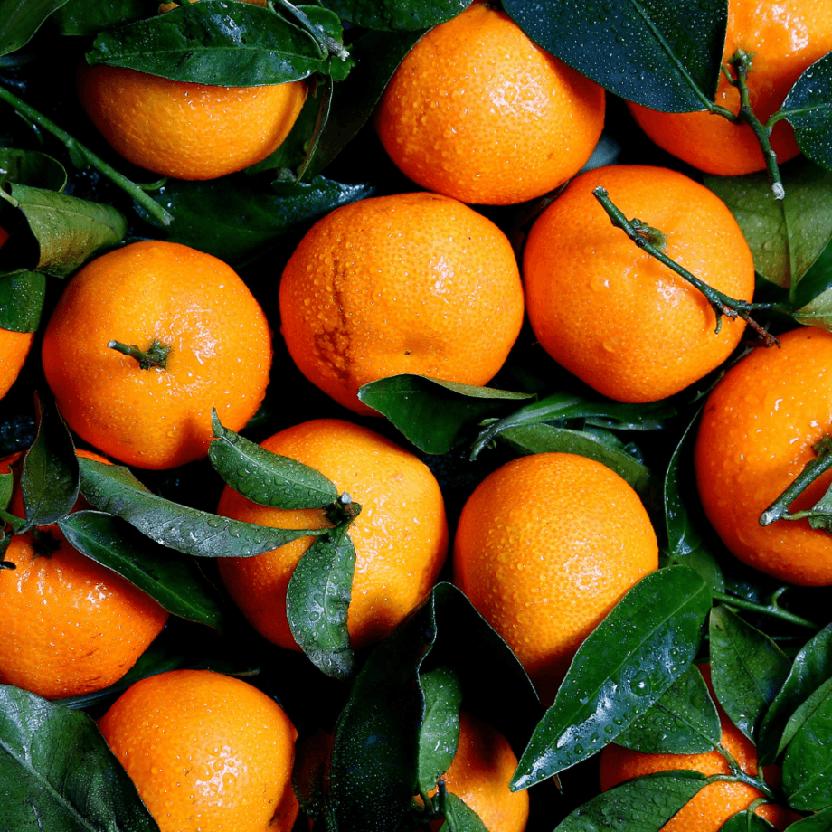 Orange seeds agrotechnic growing guide