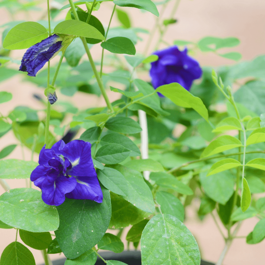 Clitoria ternatea seeds agrotechnic growing guide