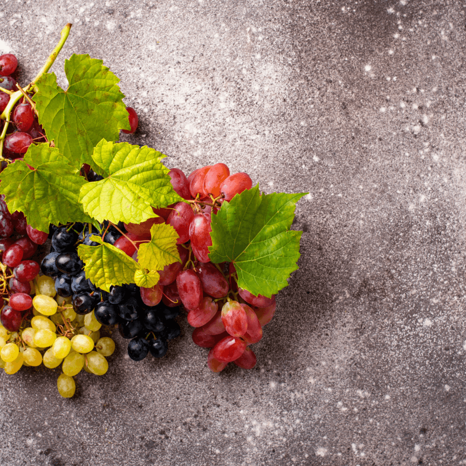Grape seeds agrotechnic growing guide