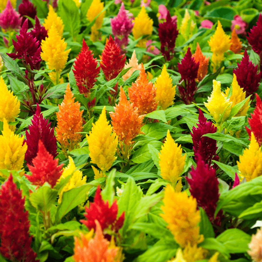 Celosia seeds agrotechnic growing guide