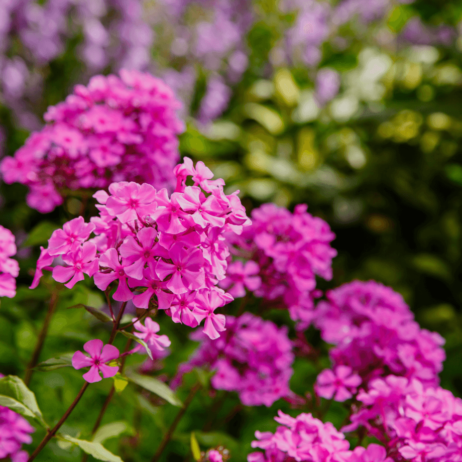 Phlox Star seeds agrotechnic growing guide