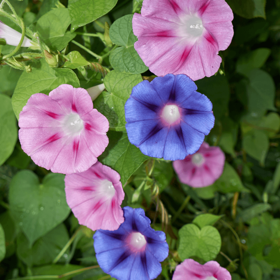 Ipomoea seeds agrotechnic growing guide