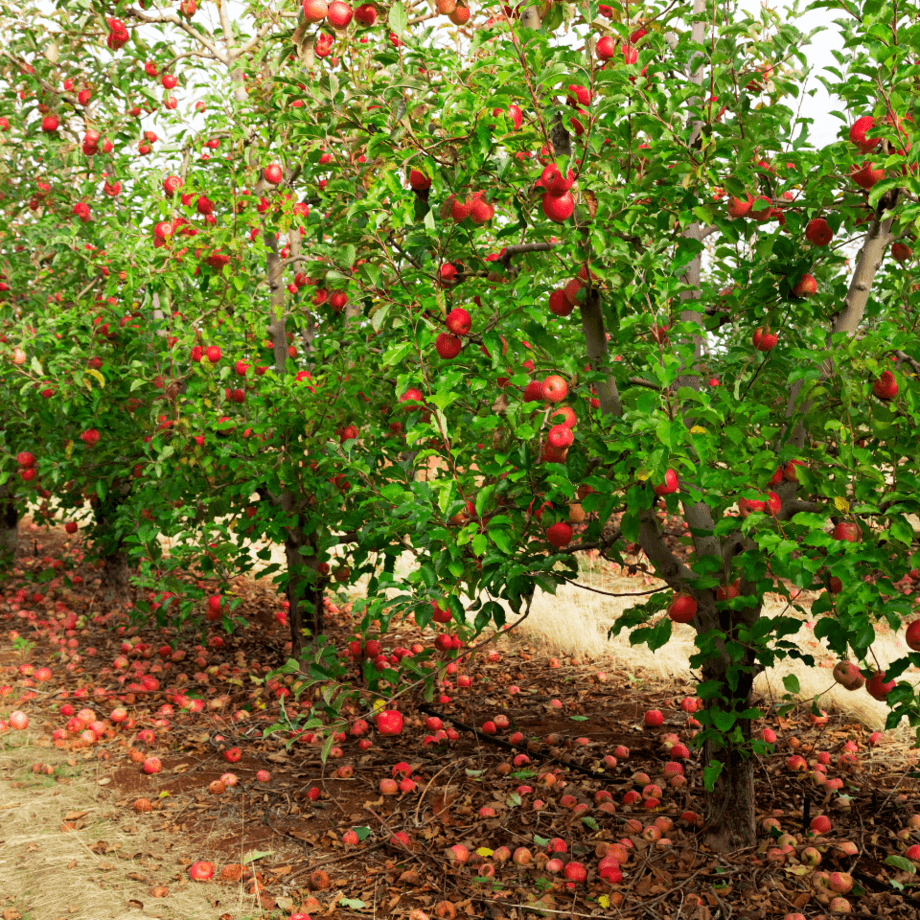 Apple seeds agrotechnic growing guide