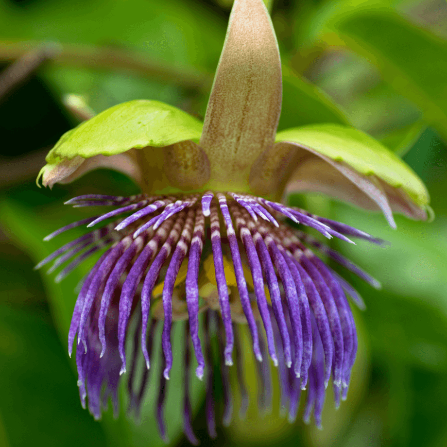 Passiflora laurifolia seeds agrotechnic growing guide