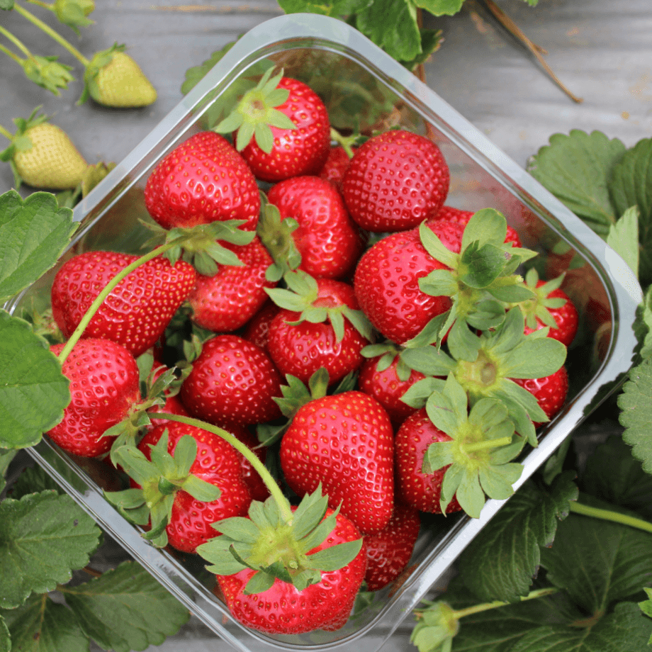 Strawberry seeds agrotechnic growing guide