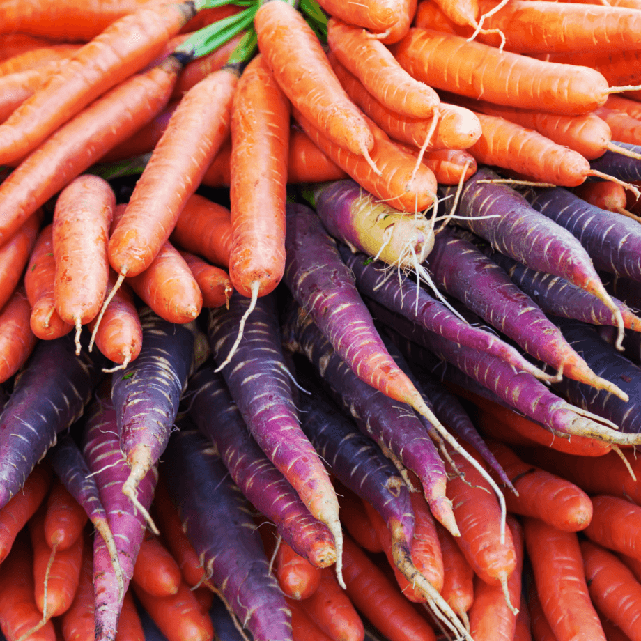 Carrot seeds agrotechnic growing guide